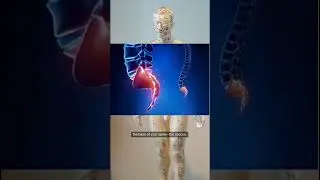 Humans used to have real tails!!!