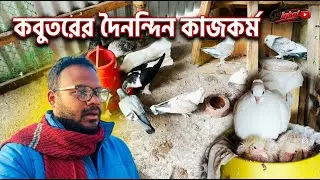 কবুতরের দিন ও পবিত্র শবে বরাত | village vlog