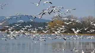 Thousands of Snow Geese Take Flight! ❄️🕊️ Nature&rsquo;s Spectacle