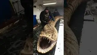 Immense Serpent Shape Detected on Sonar Scan!