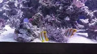 A pair of Chelmon Rostratus in Reef Tank