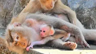 New monkey infant just hug monkey mama old Rosa to get full milk as mommy is exhausted & relaxing