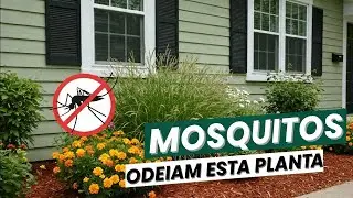 7 Plantas que Afastam Mosquitos do seu Jardim Agora Mesmo!
