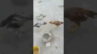 Roosters Fighting for Dominance 🐓 | Live Farm Behaviour Stream | Hens & Roosters Interaction