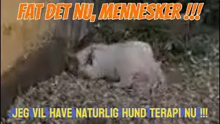 Virker Naturlig Hund Terapi? Vi &ldquo;sp&oslash;rger&rdquo; s&oslash;de Elsa, der er kommet for tideligt? Svar:&ldquo;Luk mig ind!&rdquo;