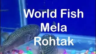 World fish Mela 🐳 Rohtak 🙏
