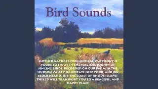 Birds At Dawn