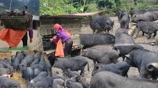 Taking care of a herd of more than 1000 pigs, moving ducks and geese to a new farm
