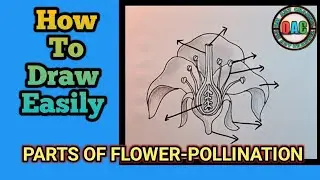 flower drawing / parts of flower pollination diagram / how to draw parts of flower diagram