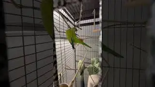 Acrobatic Birds! 🦜🤸&zwj;♂️💚Akrobatische V&ouml;gel! 🦜🤸&zwj;♂️💛 #birds #vogel #parrot #cute
