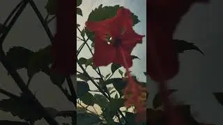 #kanker