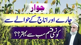 Which is best sorghum variety for fodder and seed purpose || Crop Reformer