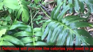 爬树龙的功效很多人不知道！Swiss-cheese plant Health Benefits.