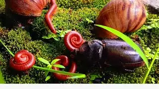 A Close-up of Nature's Rare Encounter: Unique Millipede, Snail and Rhino beetle #rareencounter