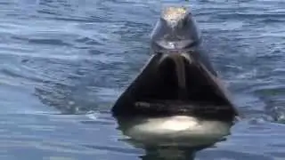 A Close Look: Skim Feeding Right Whales