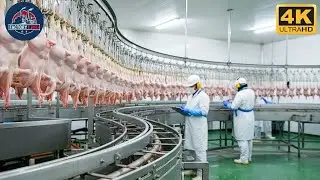Chicken Mega Factory Chicken Egg Incubation Technology Broiler Raising Method & Process Full Documen