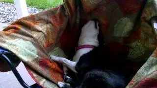 Spageddy Lee enjoying Space Car Driver