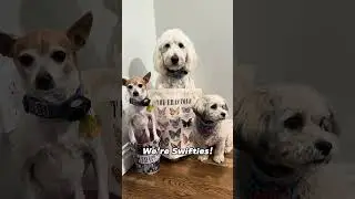 We're Swifties!