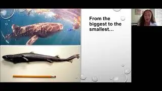 2021 07 Shark Conservation