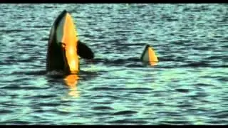 WWF   For a living planet000