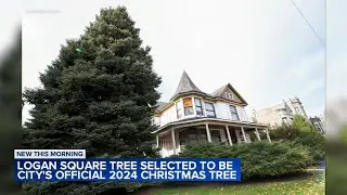 Logan Square spruce chosen as official Chicago Christmas tree