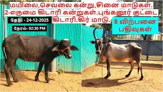 மயிலை,செவலை கன்று,சினை மாடுகள்.2-எருமை கிடாரி கன்றுகள்.புங்கனூர் குட்டை கிடாரி.கிர் மாடு.