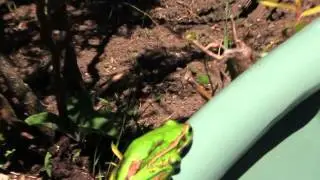 New Zealand Frog