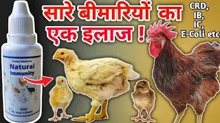 यह Immune Booster आपके सारे मुर्गी को रखेगा हमेशा बिल्कुल स्वस्थ👌Best for CRD & Viral Infection's