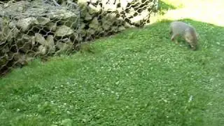 Gray Fox Pups-Parents-7-5-2010