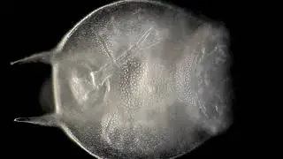 Platyias quadricornis