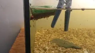 Hyallela Azteca - Gammarus - Mexick&yacute; ble&scaron;ivec - Dorň&aacute;k Josef Live Food for Fish CZ Breeder