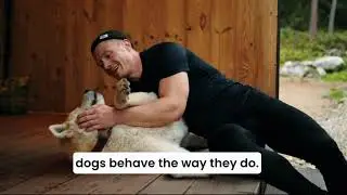 Online Dog Training - Free Course to Introduce Modern Dog Training Techniques