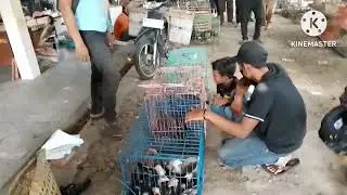 50 ribu dapat anak ayam ekor lidi.Pasar Turi bantul yogyakarta