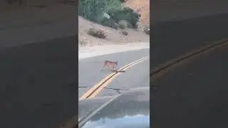 A Wild Cat encountered a Snake and picked up a Fight with it. Who will Win?