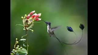 Marvelous Spatuletail (Loddigesia mirabilis) in Huembo Logde, Amazonas - Peru.