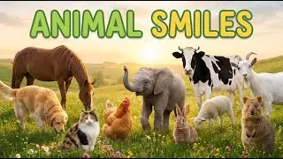 Beautiful animals and sound Horse,​ Dog, Cat, Chicken,​ Elephant, rabbit, Cow, Goat, sheep,
