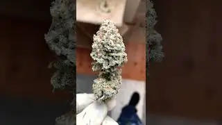 Mac1 Nugshot #1