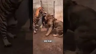 ЛЕВ VS ТИГР 🦁🐯 #животные #звери #animals #лев #тигр