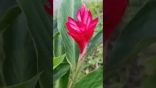 Alpinia Purpurata | Pink Cone Ginger.