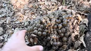 Ho trovato una foresta piena di funghi chiodini #chiodini #funghi