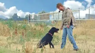 Reliable Retrievers Positive Gun Dog Training