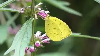 Northern Grass Yellow Butterfly Visits Oriental Motherwort Flowers for Nectar