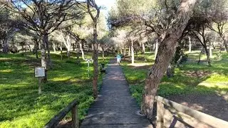 Acompáñame en este paseo por la naturaleza / pinar y playa 🌳🏖️ #nature #bosque #playa 