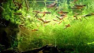 Tanichthys albonubes, der Kardinalfisch bei der F&uuml;tterung