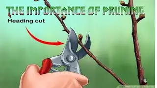 The importance of Pruning