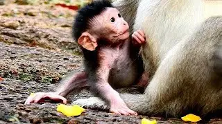 AMAZING...BABY JINX STARTED WALKING?? LOOKED SO COOL MY ADORABLE NEWBORN JINX. JINX STARES NEED MILK