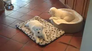 Talini Golden Retrievers presents our Future ~ Bella & Love