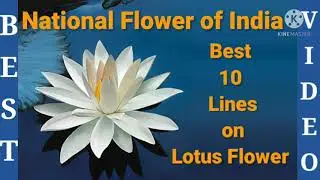 10 Lines on Lotus Flower//10 Lines on National Flower//Essay on Lotus Flower//Lotus Flower