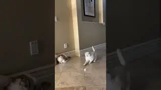 White coffee cat scared by toy mouse  #white_coffee_cat #funnycatvideo #instagramcat #shorts