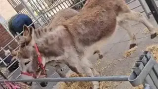 Happy & beautiful animal/